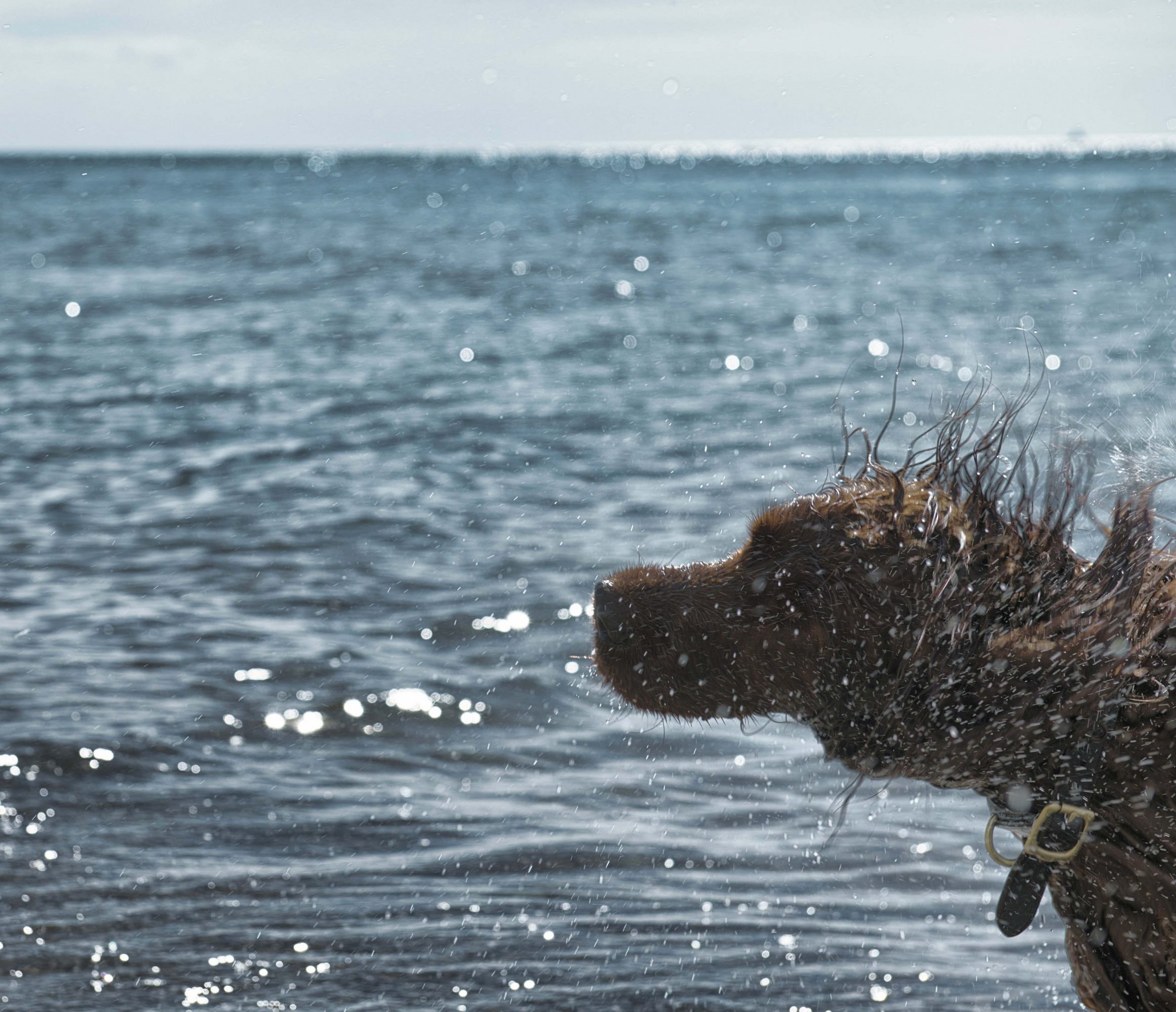 nasser Hund am Meer